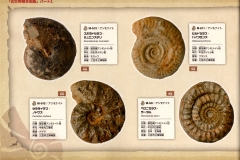 fossil019